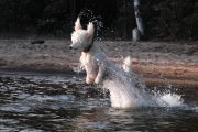 3rd Prize - Fetch (Dave Collins)