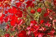 100. Autumn's Last Display (John Redden) 100. Autumn's Last Display (John Redden)
