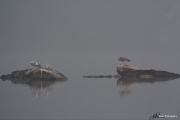 83. Fogged In (Eric Taylor) 83. Fogged In (Eric Taylor)
