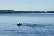 34.  'Echo Swimming on the Skoot'