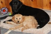 17. Dogs (L. Cole) 17. Dogs (L. Cole)
