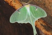 luna_moth_blake_island_skootamatta_lake_june_3_2011_2N.jpg