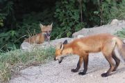 81. Fox siblings (Penny Wall) 81. Fox siblings (Penny Wall)