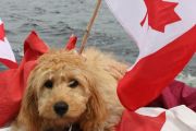 15. Canada Day Pup (L. Cole) 15. Canada Day Pup (L. Cole)