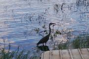 17. Crane on the Lakefront (Autumn Schram) 17. Crane on the Lakefront (Autumn Schram)
