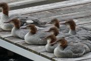 43.  'Ducks on a Dock'