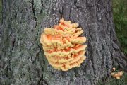 Fungus on Oak Tree - Trail's End (Rod Trimble) Fungus on Oak Tree - Trail's End (Rod Trimble)