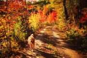 59. Fall Laneway (Laura Maclellan) 59. Fall Laneway (Laura Maclellan)