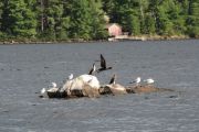 15. Three Cormorants amidst the gulls (Laurie Piskun) 15. Three Cormorants amidst the gulls (Laurie Piskun)
