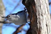 37. I AM A NUTHATCH (Don Bailey) 37. I AM A NUTHATCH (Don Bailey)