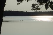 10. Swimming Moose (Susan Willemsen) 10. Swimming Moose (Susan Willemsen)
