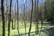 Swampy Beauty (Joan Hudgin) Swampy Beauty (Joan Hudgin)