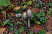 DSC_0566.JPG
