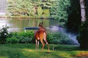 Real Lawn Ornament