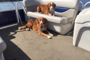 37. Boat Dogs (Michael Morrow) 37. Boat Dogs (Michael Morrow)