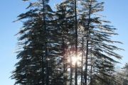 68. Ice Fishing Under Shimmering Pines (Joanne Volpe) 68. Ice Fishing Under Shimmering Pines (Joanne Volpe)