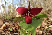 9. Spring Trillium (Linda Dzelme) 9. Spring Trillium (Linda Dzelme)