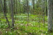 4. Field of Trilliums (Joel Arthurs) 4. Field of Trilliums (Joel Arthurs)