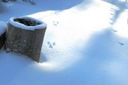 67. Footprints in the Snow (Joanne Volpe) 67. Footprints in the Snow (Joanne Volpe)