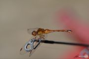 86. Dragonfly Connection 3 (Eric Taylor) 86. Dragonfly Connection 3 (Eric Taylor)