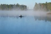 Whale (Bruce Cooke) Whale (Bruce Cooke)