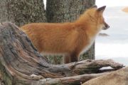 Fox (Bruce Cooke) Fox (Bruce Cooke)