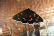 Mystery_Moth_pictures_002N.jpg