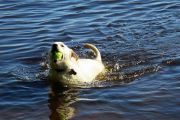 147. Swimming (Jason Field) 147. Swimming (Jason Field)